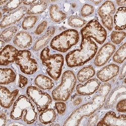 DCAF8L1 Antibody, Novus Biologicals:Antibodies:Primary Antibodies