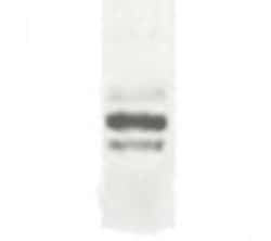 DCBLD2/ESDN Antibody - BSA Free, Novus Biologicals:Antibodies:Primary Antibodies