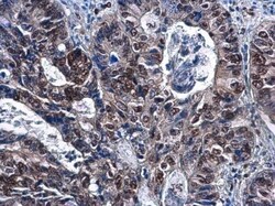 DCK Antibody (10412), Novus Biologicals 0.1mL; Unlabeled:Antibodies, Monoclonal