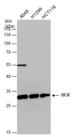 DCK Antibody (10412), Novus Biologicals 0.1mL; Unlabeled:Antibodies, Monoclonal