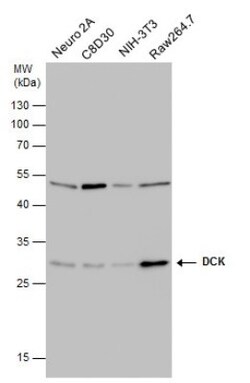 DCK Antibody (10412), Novus Biologicals 0.1mL; Unlabeled:Antibodies, Monoclonal