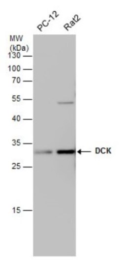 DCK Antibody (10412), Novus Biologicals 0.1mL; Unlabeled:Antibodies, Monoclonal