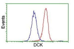 DCK Antibody (OTI3F5), Novus Biologicals 0.1 mL | Buy Online | Novus Biologicals | Fisher Scientific