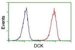 DCK Antibody (OTI3F5), Novus Biologicals 0.1 mL | Buy Online | Novus Biologicals | Fisher Scientific