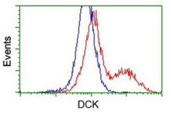 DCK Antibody (OTI3F5), Novus Biologicals 0.1 mL | Buy Online | Novus Biologicals | Fisher Scientific