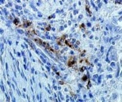 DC-LAMP Antibody (1010E1.01), Novus Biologicals 0.1mg; Unlabeled:Antibodies,