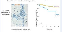 DC-LAMP Antibody (1010E1.01), Novus Biologicals 0.1mg; Unlabeled:Antibodies,