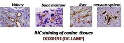DC-LAMP Antibody (1010E1.01), Novus Biologicals 0.1mg; Unlabeled:Antibodies,