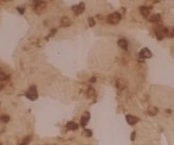 DC-LAMP Antibody (109G3), Novus Biologicals 0.1mg; Unlabeled:Antibodies,