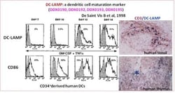 DC-LAMP Antibody (208B5), Novus Biologicals 0.1mg; Unlabeled:Antibodies,