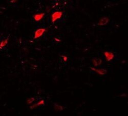DCLK3 Antibody - BSA Free, Novus Biologicals 0.025 mg, Unconjugated:Antibodies,