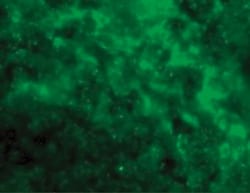 DC-SIGN/CD209 Antibody - BSA Free, Novus Biologicals 0.025 mg | Buy Online | Novus Biologicals | Fisher Scientific