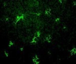 DC-SIGN/CD209 Antibody (102F10.04), Novus Biologicals 0.1 mg | Buy Online | Novus Biologicals | Fisher Scientific