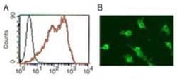 DC-SIGN/CD209 Antibody (109H12.03), Alexa Fluor 488, Novus Biologicals