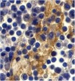 DC-SIGN/CD209 Antibody - BSA Free, Novus Biologicals 0.025 mg | Buy Online | Novus Biologicals | Fisher Scientific