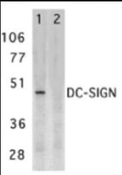 Novus Biologicals&trade;&nbsp;DC-SIGN/CD209 Antibody Blocking Peptide