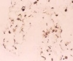 DC-SIGNR/CD299/CLEC4M Antibody (128G8), Novus Biologicals 0.1mg; Unlabeled:Antibodies,