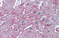 DCST1 Antibody, Novus Biologicals 0.05mg; Unlabeled:Antibodies, Polyclonal