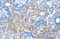 DCUN1D1 Antibody, Novus Biologicals 0.05mg; Unlabeled:Antibodies, Polyclonal
