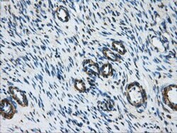 DCXR Antibody (OTI7D11), Novus Biologicals 0.1mL; Unlabeled:Antibodies,