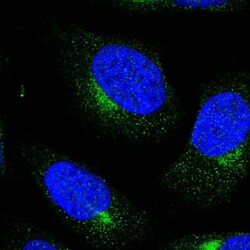 DDA1 Antibody, Novus Biologicals:Antibodies:Primary Antibodies
