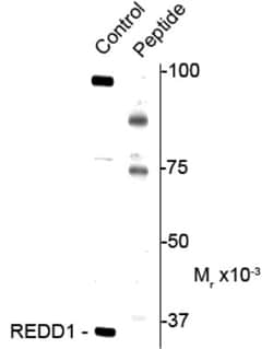 DDIT4, p Thr23, p Thr25 Antibody, Novus Biologicals 0.1mL; Unlabeled:Antibodies,