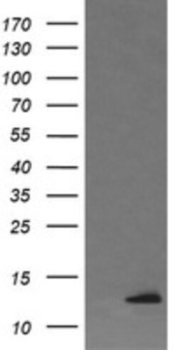 DDT Antibody (OTI1H3), Novus Biologicals 0.1mL; Unlabeled:Antibodies, Monoclonal