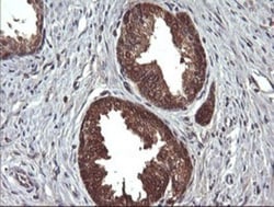 DDT Antibody (OTI1H3), Novus Biologicals 0.1mL; Unlabeled:Antibodies, Monoclonal