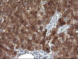 DDT Antibody (OTI1H3), Novus Biologicals 0.1mL; Unlabeled:Antibodies, Monoclonal