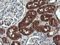 DDT Antibody (OTI1H3), Novus Biologicals 0.1mL; Unlabeled:Antibodies, Monoclonal