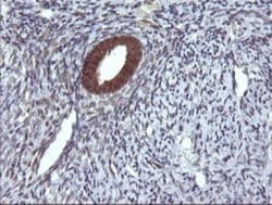 DDT Antibody (OTI1H3), Novus Biologicals 0.1mL; Unlabeled:Antibodies, Monoclonal