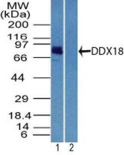 DDX18 Antibody, Novus Biologicals:Antibodies:Primary Antibodies