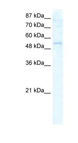 DDX19A Antibody, Novus Biologicals:Antibodies:Primary Antibodies