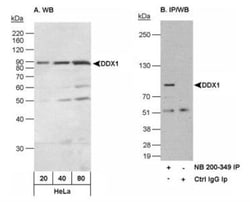 DDX1 Antibody, Novus Biologicals 0.1mL; Unlabeled:Antibodies, Polyclonal