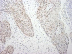 DDX21 Antibody - BSA Free, Novus Biologicals&trade;