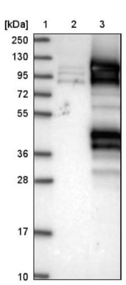 DDX23 Antibody, Novus Biologicals 25 &mu;L; Unlabeled:Antibodies, Polyclonal