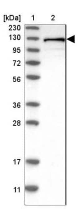 DDX42 Antibody, Novus Biologicals:Antibodies:Primary Antibodies