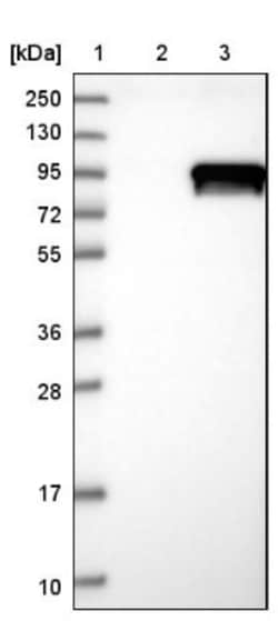DDX50 Antibody, Novus Biologicals 0.1mL; Unlabeled:Antibodies, Polyclonal