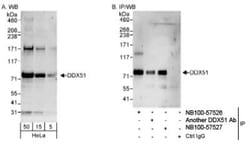 DDX51 Antibody, Novus Biologicals 0.1mL; Unlabeled:Antibodies, Polyclonal