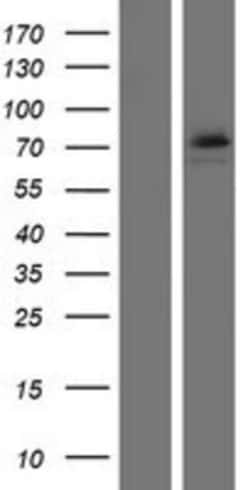 Novus Biologicals&trade;&nbsp;DDX53 Overexpression Lysate