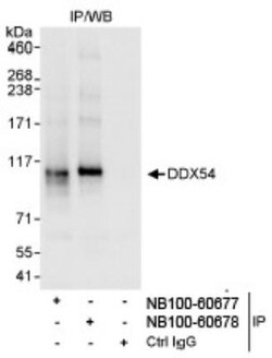 DDX54 Antibody, Novus Biologicals 0.1mg; Unlabeled:Antibodies, Polyclonal
