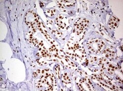 DDX56 Antibody (OTI2E5), Novus Biologicals 0.1mL; Unlabeled:Antibodies,