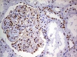 DDX56 Antibody (OTI2E5), Novus Biologicals 0.1mL; Unlabeled:Antibodies,