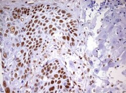 DDX56 Antibody (OTI2E5), Novus Biologicals 0.1mL; Unlabeled:Antibodies,