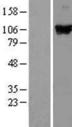 Novus Biologicals™ RIG-I Overexpression Lysate