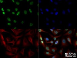 Novus Biologicals DEC1 Antibody - BSA Free, Novus Biologicals™