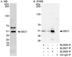 DEC1 Antibody - BSA Free, Novus Biologicals 0.025 mL | Buy Online | Novus Biologicals | Fisher Scientific