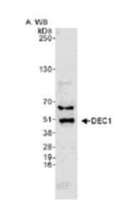 DEC1 Antibody - BSA Free, Novus Biologicals 0.025 mL | Buy Online | Novus Biologicals | Fisher Scientific