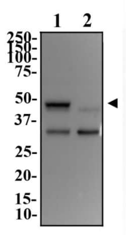 DEC1 Antibody - BSA Free, Novus Biologicals 0.025 mL | Buy Online | Novus Biologicals | Fisher Scientific