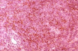 DEC-205/CD205 Antibody (NLDC-145), Novus Biologicals 0.1mg; Unlabeled:Antibodies,